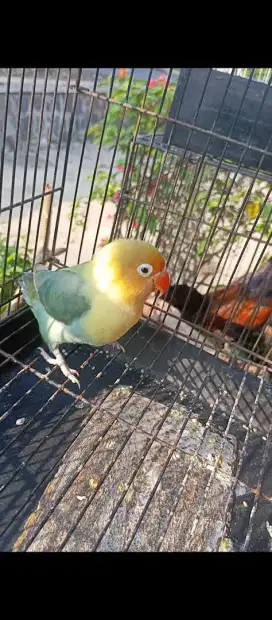 Lovebird warna cantik pakai Ring