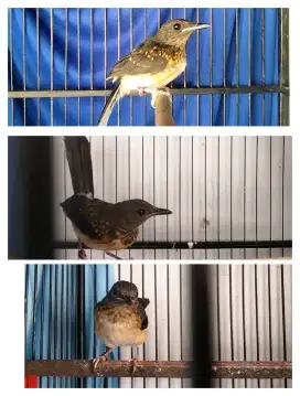 Murai trotol bunyi ngeriwik dan ngeplong 3ekor pulset sangkar Ebodoriq