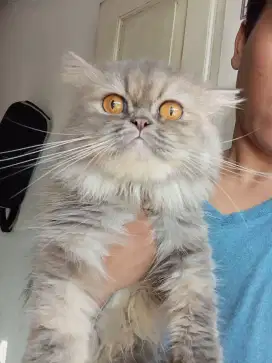 Kucing Persia flatnose betina