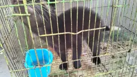 Jual musang bulan