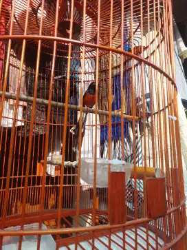 Murai medan ekor 20cm