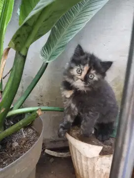 Lepas adopt persia calico