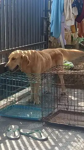 Golden retriver