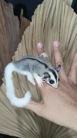 Sugarglider mozaik 1,5 bulan