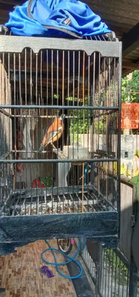 Jual Anis macan rawatan
