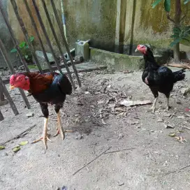 Ayam jago Bangkok dan betina koitrad