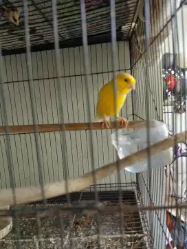 Burung kenari loper