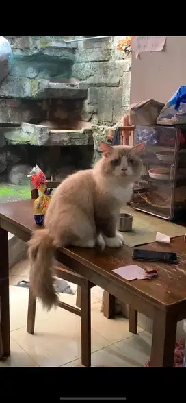 Ragdoll Jantan Indukan