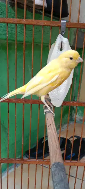 Kenari paus riwikan jamin jantan warna idaman lemon extrajos