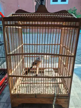 Burung pentet sama kandang