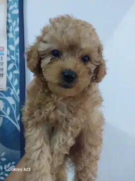 Anjing Poodle Jantan 1,5 bulan sehat