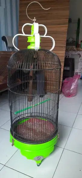 Kandang lb ebod