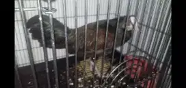 Ayam hutan hijau/ ayam hutan Jawa jantan