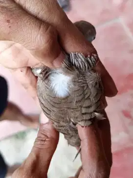 Perkutut lokal alam Songgo buwono