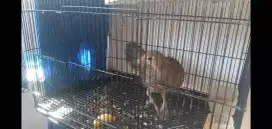 Betina ayam hutan hijau dewasa