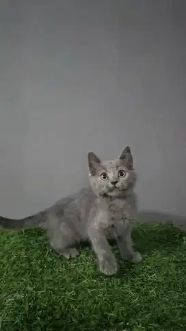British shorthair