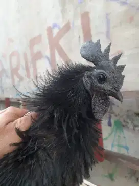 AYAM CEMANI SIAPAN INDUKAN JANTAN WALIK LIDAH HITAM