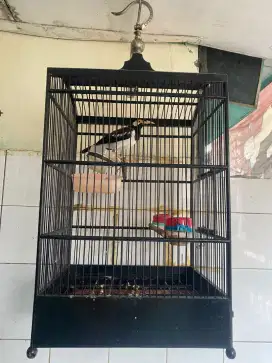 Jalak suren gacorr