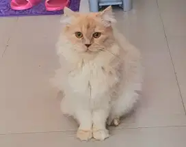 Dijual Kucing Persia Peranakan Warna Putih Aksen Gold Bulu Tebal
