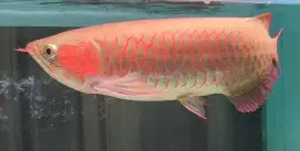 Arwana super red jumbo