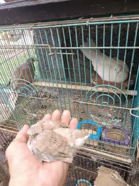 Tekukur derkuku warna
