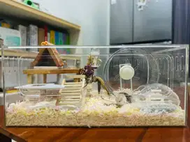 Hamster winter white