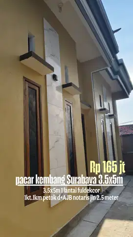 Pacar kembang rumah ready