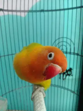 Lovebird betina dewasa gacor jinak