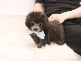 silver teacup poodle non stb ada jantan ada betina