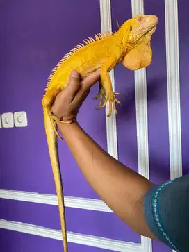 Iguana red albino