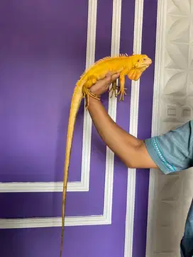 Iguana red albino