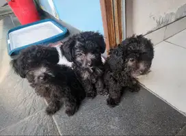DIJUAL Puppy TOY Poodle GREY