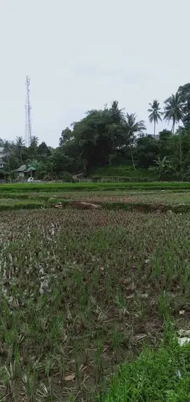 Tanah di Desa Cimande, Caringin, Bogor