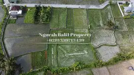 Murah Disewakan Tanah Luas 6 Are View Sawah Lingkungan Villa