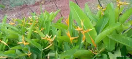 Pohon helicornia bunga kuning