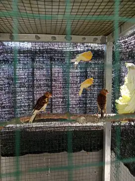 Kenari paud merlok 2 jantan , paud jantan bon 1, besti  2