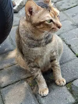 Kucing non ras bagus