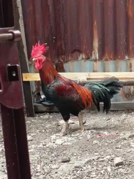 Jual ayam pama ninja