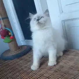 Anakan Kucing Persia