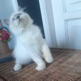 Kucing Persia Medium