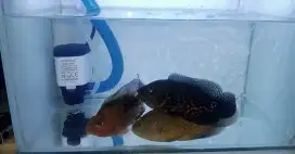 Jual Cepat Nuju BU AQUARIUM