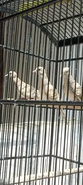 Perkutut silver muda 3ekor borong