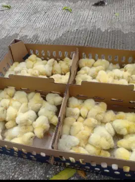JUAL FOC Ayam Broiler Super Pedaging Bandung Pangalengan siap kirim