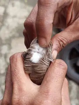 Perkutut lokal alam Songgo Buwono