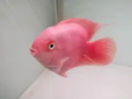 Aquarium dan ikan