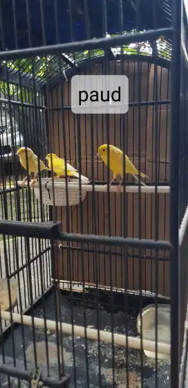 Kenari Gacoran Paud