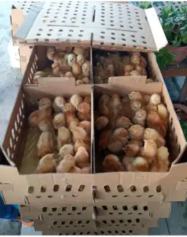 JUAL DOC Anak Ayam Petelur Super BANDUNG SUMEDANG SIAP KIRIM