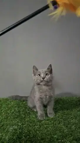 British shorthair