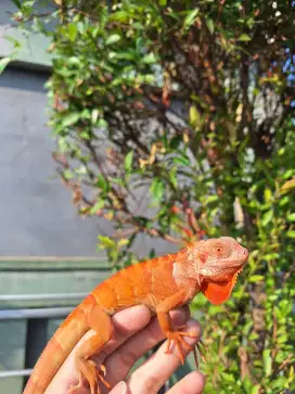Iguana Super Red Hypo Uk. 45cm±