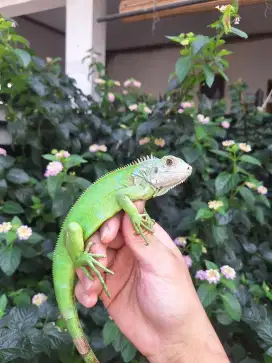 Iguana Green Columbia Pala Putih Uk. 55cm Muluss